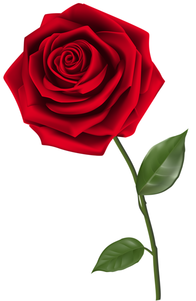 Single_Red_Rose_PNG_Clipart_Image