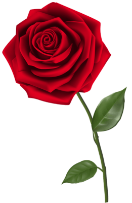 Single_Red_Rose_PNG_Clipart_Image